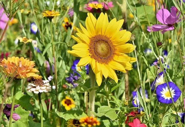 10 Easy DIY Garden Ideas to Brighten Your Outdoor Space