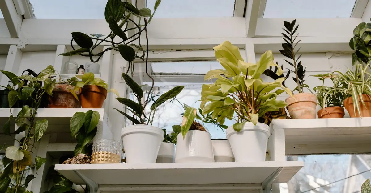 How to Create a Stylish DIY Indoor Plant Shelf