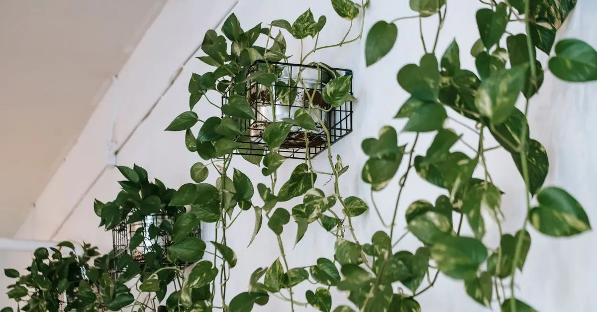 DIY Jardin Vertical : Créez Votre Propre Oasis Verte