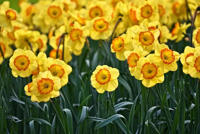 How to Create an Eye-Catching Vertical Garden at Home