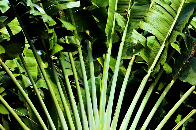 Comment créer un jardin vertical DIY en utilisant des palettes