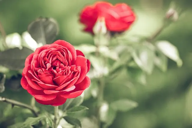 Comment créer un jardin vertical DIY facilement