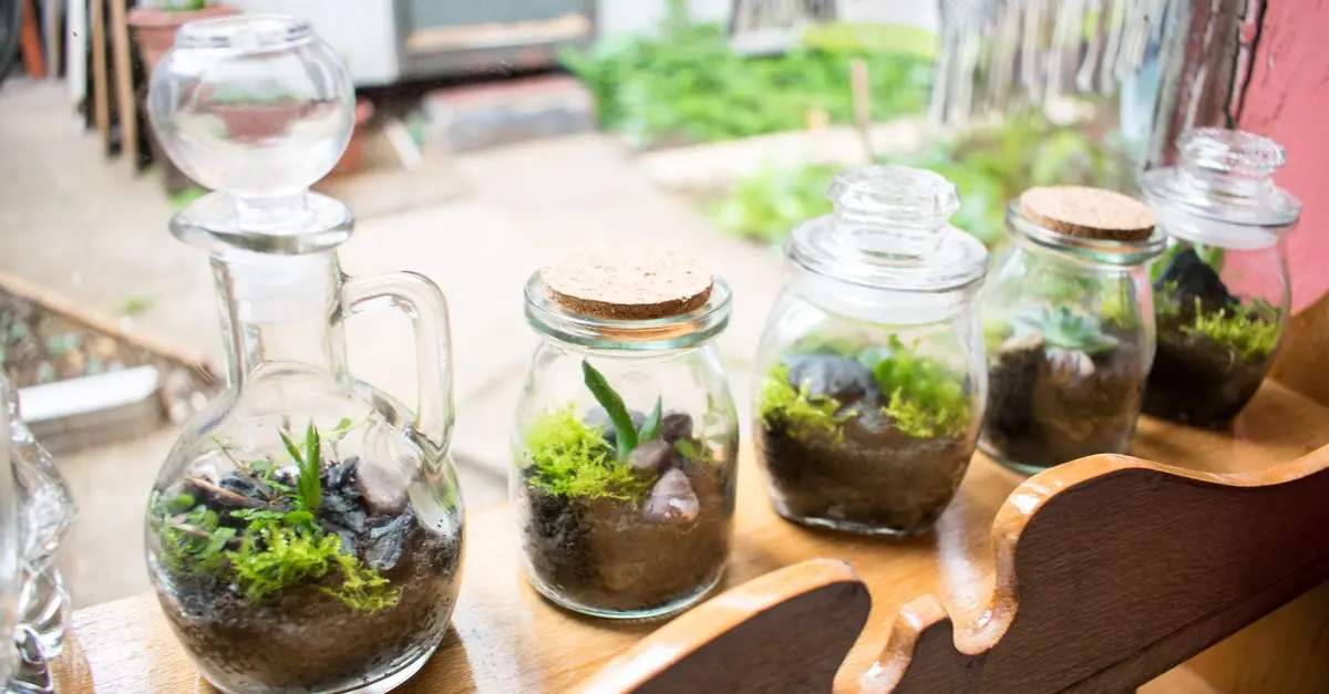 Comment créer un terrarium DIY pour plantes d'intérieur