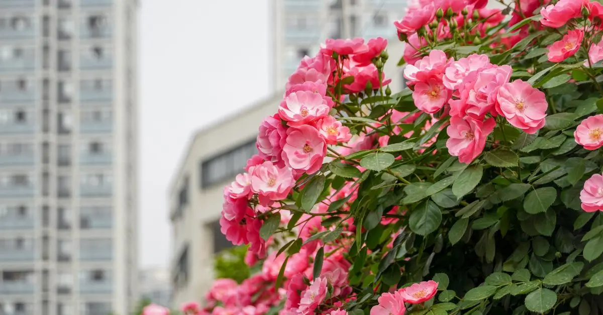 Comment créer un jardin vertical DIY en 5 étapes simples