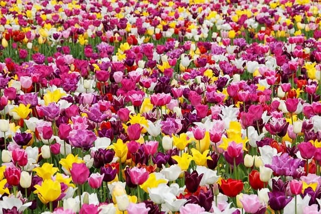 10 astuces DIY pour réaliser un jardin vertical chez vous