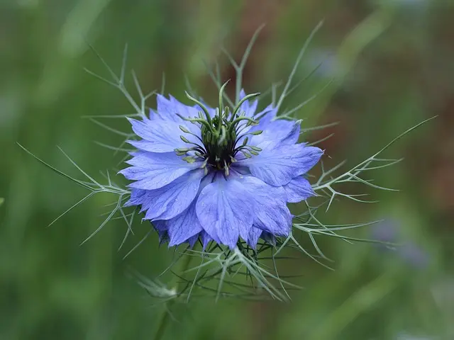 Comment créer un jardin vertical DIY facilement