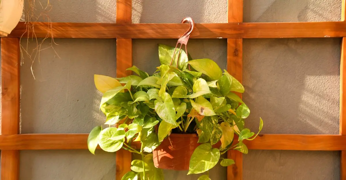 How to Create a Vertical Garden: A Step-by-Step Tutorial