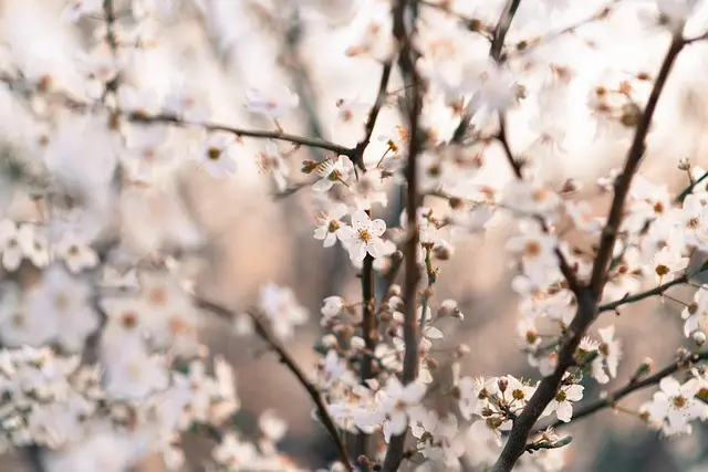 Comment créer un jardin vertical DIY facilement