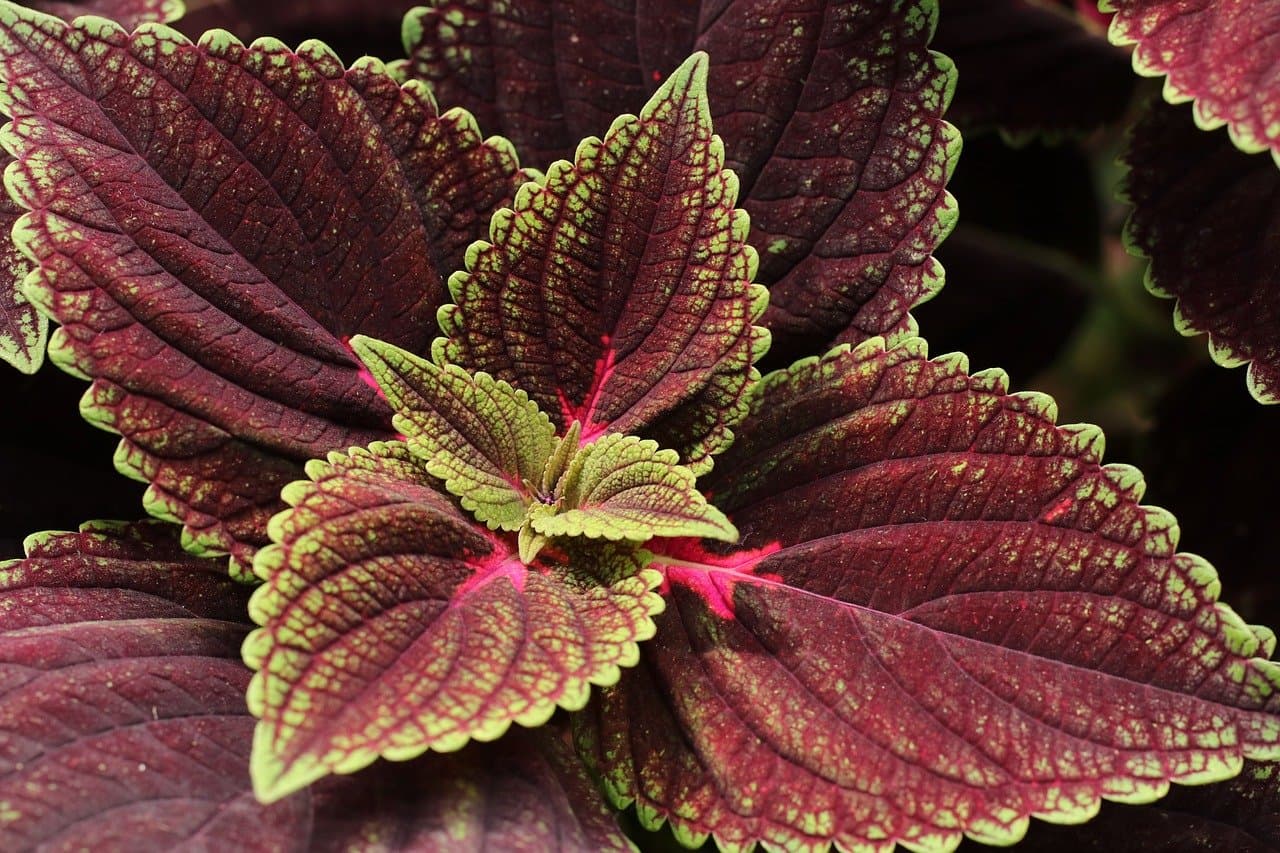 5 Easy DIY Ideas for Creating Stunning Indoor Plant Displays
