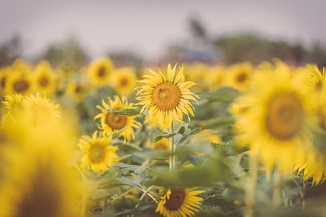 Comment créer un jardin vertical DIY avec des plantes faciles