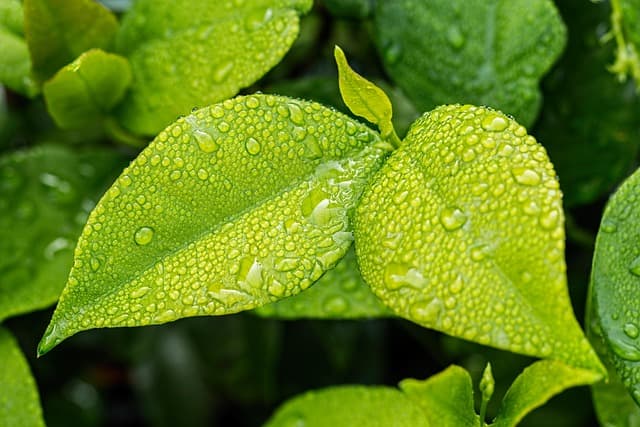 10 astuces DIY pour réaliser un jardin vertical chez vous