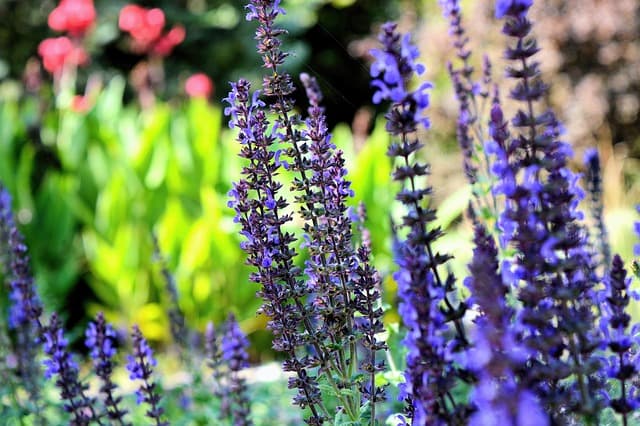 How to Create a Beautiful DIY Herb Garden at Home