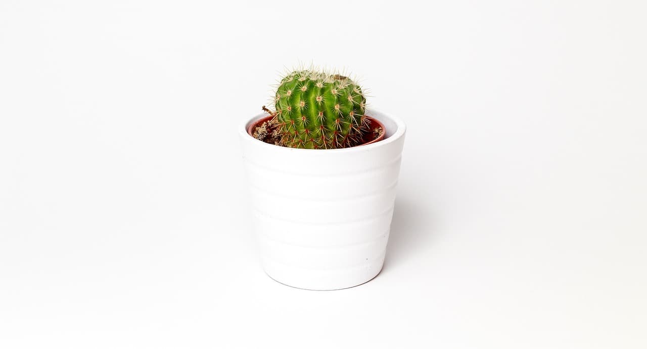 Comment créer un terrarium DIY pour plantes d'intérieur