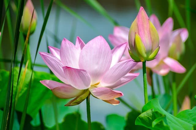 Comment créer un jardin vertical DIY facilement